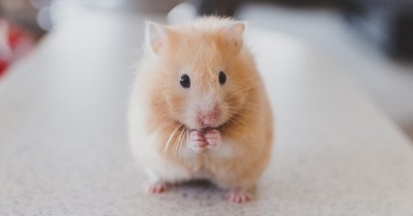 Après avoir été cambriolé, il découvre une vidéo de son hamster torturé sur Snapchat