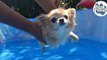 Ce petit chihuahua adore nager dans la piscine, dans l'eau comme au-dessus!