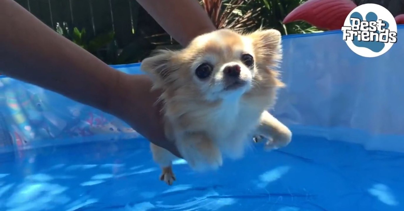 Ce petit chihuahua adore nager dans la piscine, dans l'eau comme au-dessus!