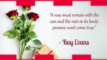 Rose Day 2022 Quotes: Sweet Thoughts on Love & Rose, Images and Romantic Wishes for Your Loved One