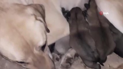 Doğum yapan anne köpek ve yavruları için elektrikli soba kurdu