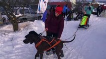 Perros de trineo de todas las razas participan en la competición de Fominiskie Paws, en Rusia