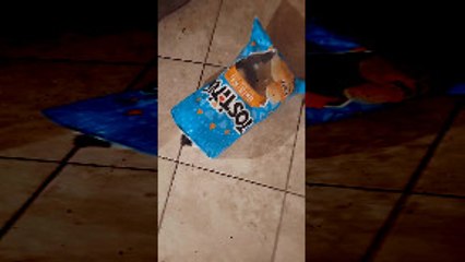 Chris P Bacon the Mini Pig Spooked in Chip Bag