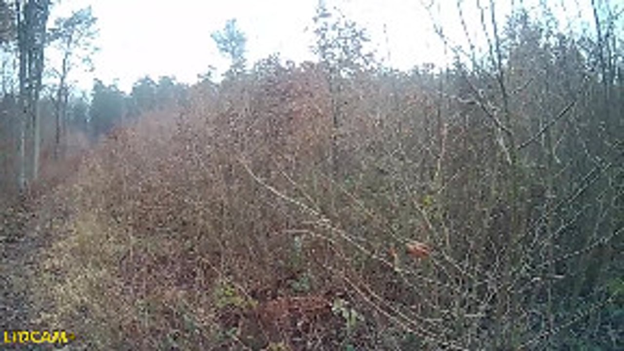 Hunter Charged by Red Stag Deer
