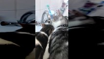 Thirsty Cats Crowd Sink for a Drink