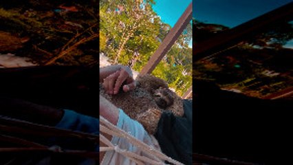 Chico the Sloth Loves Cuddling in Hammock