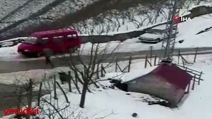 Domuzdan kaçan genç otomobilin üzerine atladı! O anlar anbean kaydedildi