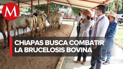 Buscan erradicar la brucelosis bovina para fortalecer la ganadería