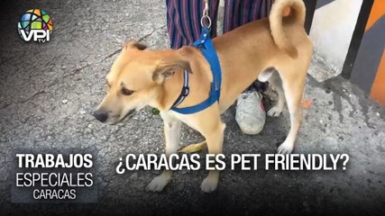 Mascotas en el Ávila: ¿lugar de esparcimiento o amenaza al ecosistema? – Especiales VPItv