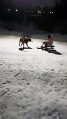 Boxer Pup Pulls Sled
