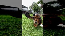 Basset Hound Rushes in to Greet You
