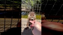 Rescued Otters and Their Cute Little Noises