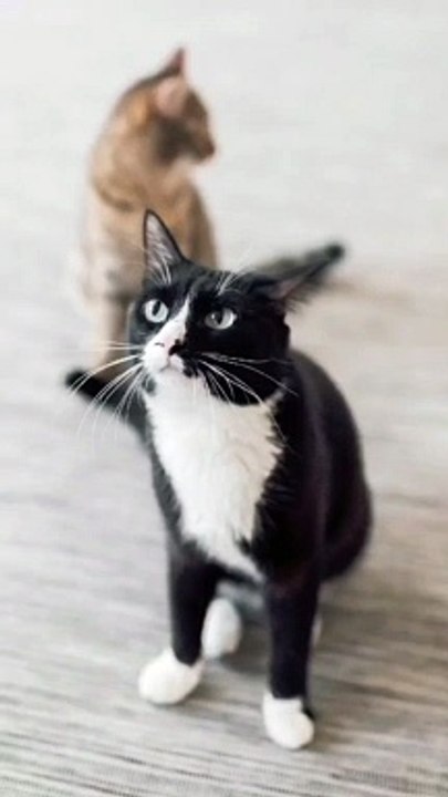 CatEditing_❤️...