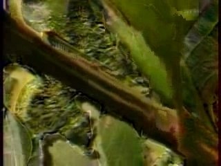 Documentaire Les Fourmis 3