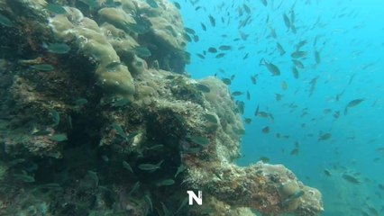 พื้นที่ใต้ทะเลรอบเกาะเสม็ดปลอดภัย ฉก.กร.642 ชี้  ไม่พบผลกระทบจากน้ำมันรั่ว