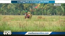 നെല്ല് കൊയ്യാന്‍ തൊഴിലാളികളെ കിട്ടുന്നില്ല; ചെത്തല്ലൂരിലെ കര്‍ഷകര്‍ ദുരിതത്തില്‍