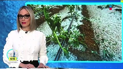 Granizada destruyó invernaderos en Villa Guerrero, Estado de México