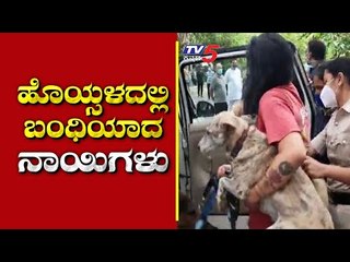 ಮಾಲೀಕರ ಕಿರಿಕ್​​​ಗೆ ನಾಯಿಗಳಿಗೆ  ಶಿಕ್ಷೆ..! | Sadashivanagar | Bengaluru | Tv5 Kannada