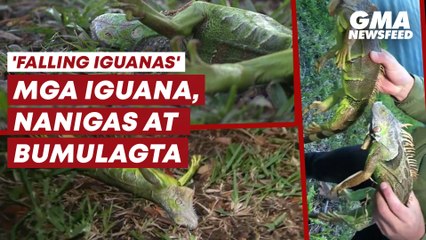 Mga Iguana sa South Florida, nanigas at bumulagta | GMA News Feed