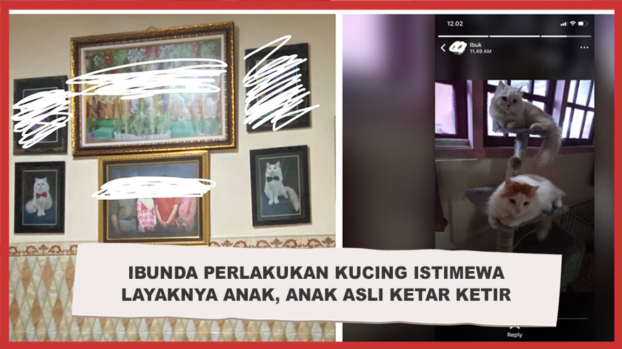 Viral! Ibunda Perlakukan Kucing Istimewa Layaknya Anak, Anak Asli Ketar Ketir, Publik: Coba Lihat KK