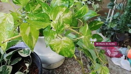 Cuidados Basicos Epipremnum