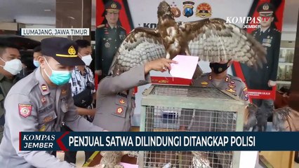 Download Video: Polisi Tangkap Penjual Satwa Dilindungi, 13 Ekor Kijang Disita