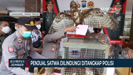 Polisi Tangkap Penjual Satwa Dilindungi, 13 Ekor Kijang Disita
