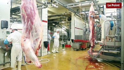 Abattoir : Joël Coste, 46 ans, tueur par profession