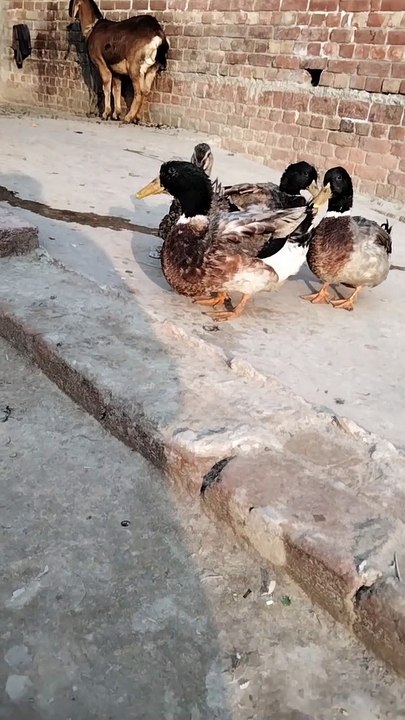 Quack Quack Sound Video By Kingdom Of Awais