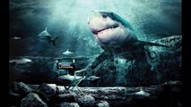 Megalodonte alla scoperta dello squalo più grande che sia mai esistito