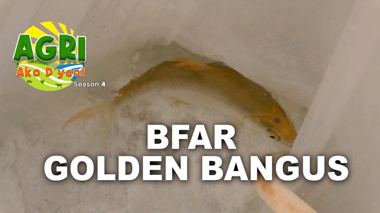 Golden Bangus