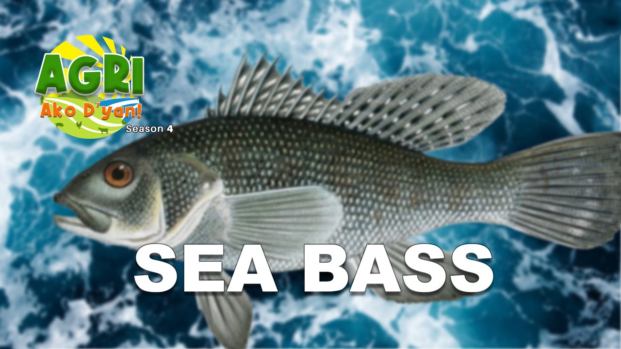 Sea Bass