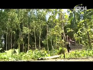 Thương lắm đò ơi tập 15, bản đẹp, phim miền Nam
