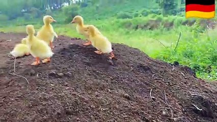 Happy moments of BiBi with ducklings