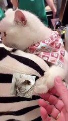 Ekspresi gemes kucing gak mau disentuh
