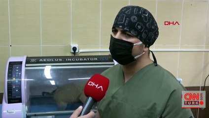 Donmaktan kurtarılan köpekler güvende