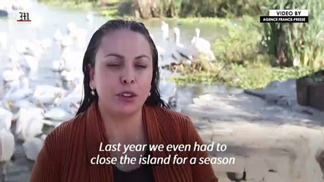 Mexican town hopes pelicans will help tourism take off
