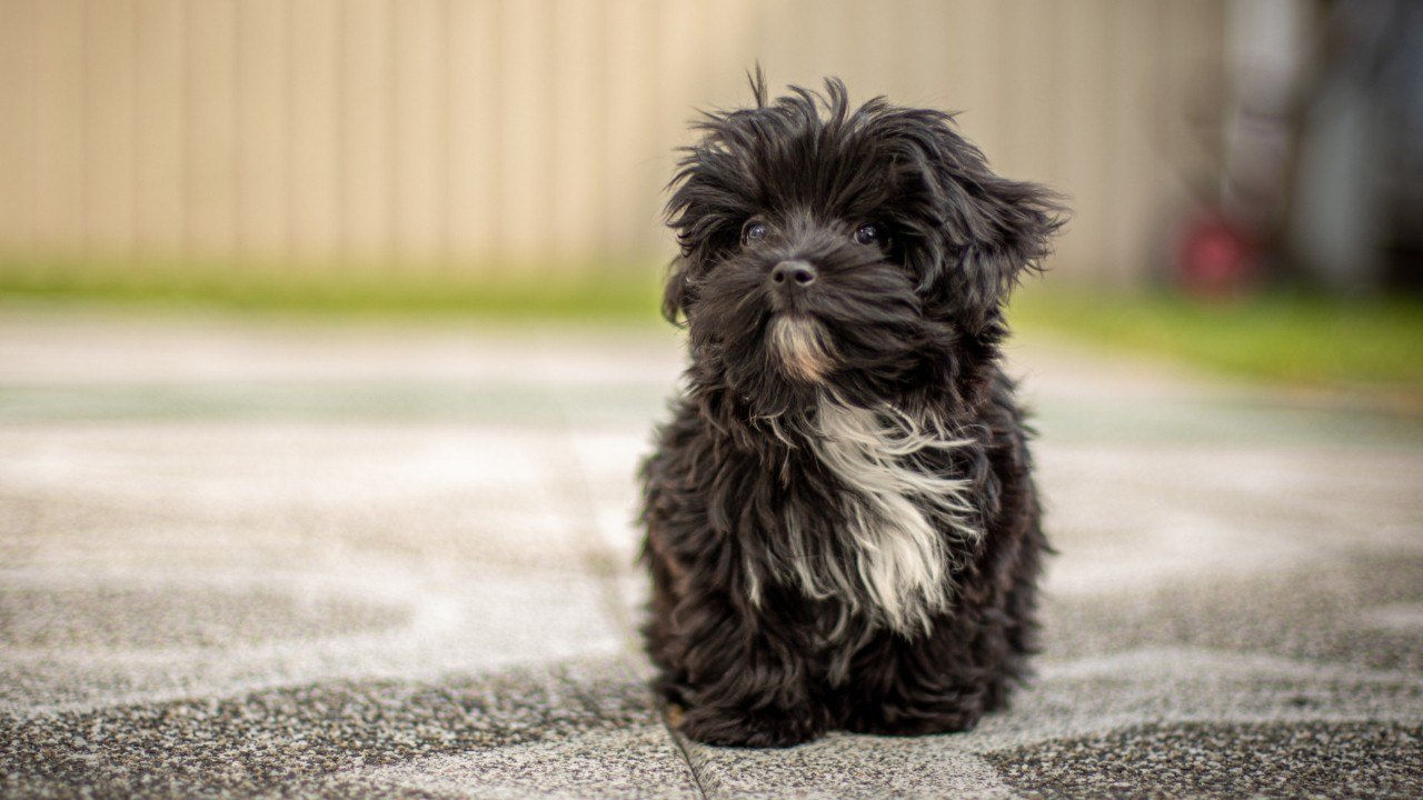 Lieblingshunde der deutschen: neue rasse im kommen
