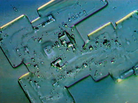 Estas imágenes tomadas al microscopio que ha sacado a la luz La Quinta Columna son de todo menos normales