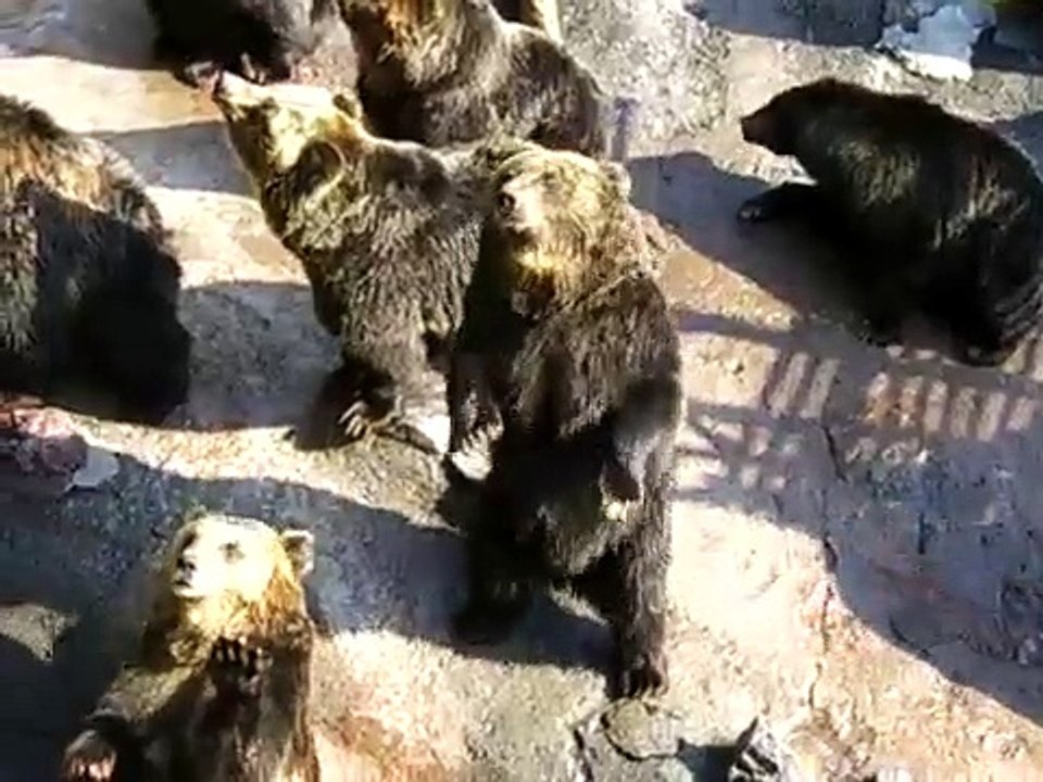 Bears are good at fan service.