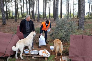 Belediye ekipleri sokak hayvanlarını elleriyle besledi