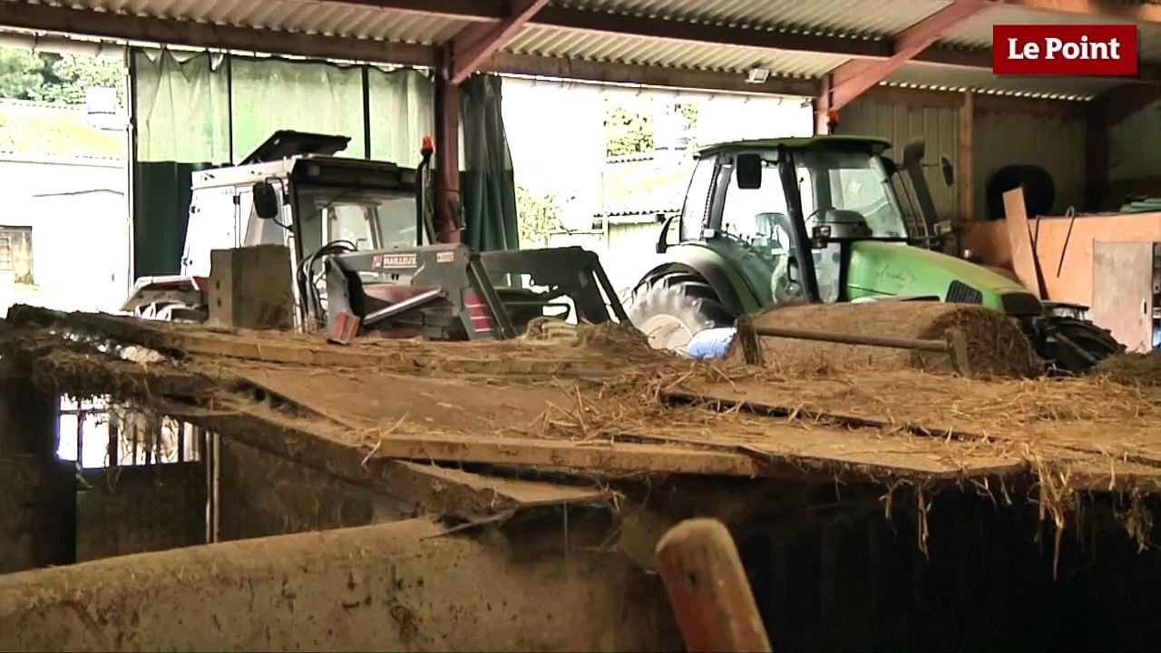 Élevage porcin : "Si ça continue comme ça, je préfère arrêter"