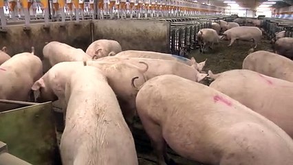 Кризис свиноводства в Евросоюзе: спроса меньше, чем предложений