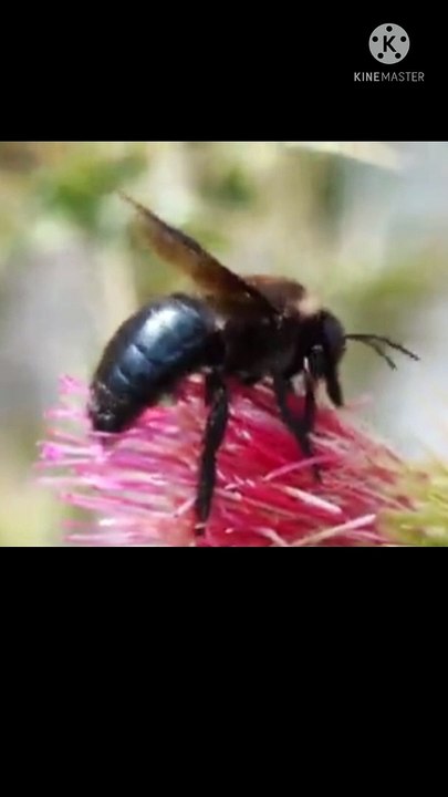 watch this bees 