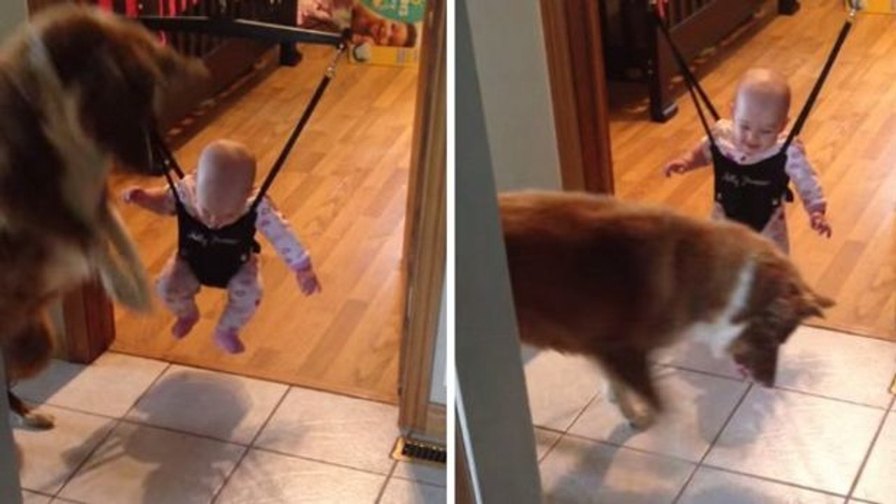 Dieses Baby schafft es nicht zu springen. Sein Hund hilft ihm auf seine eigene Art.