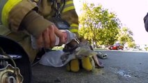 Ein Feuerwehrmann rettet ein Kätzchen vor dem Brand. Entdecken Sie diesen schönen Eingriff.
