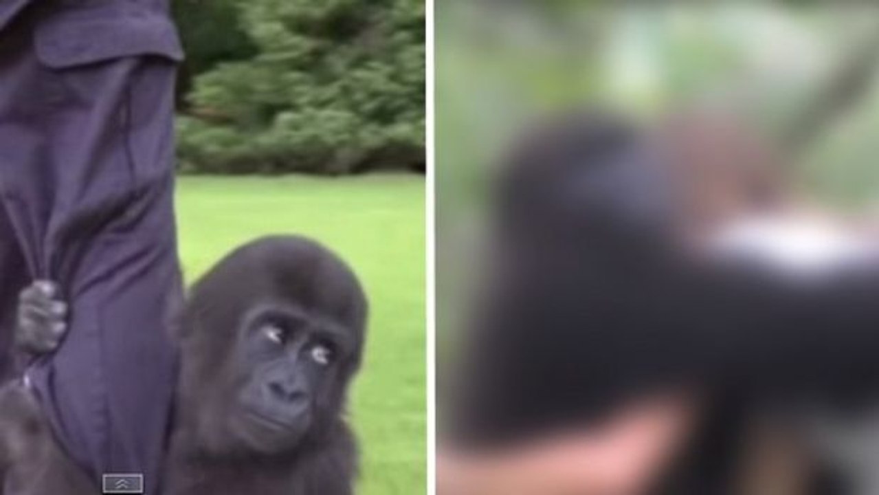 Ein Vater und seine Tochter haben zwei Gorillas wieder gefunden, die sie vor Jahren aufgezogen hatten.
