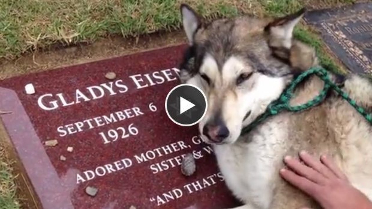 Dieser Hund weint am Grab seines Frauchens - sehr bewegende Bilder...