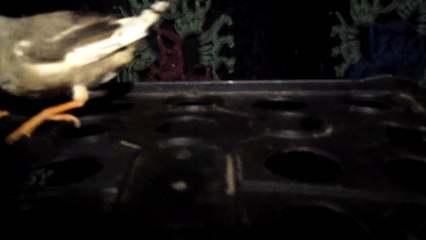 ZEBRA FINCH 102_8057