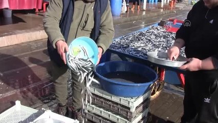 BALIKESİR - Bandırma'da hamsinin fiyatı ucuzladı